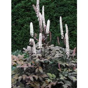    Atropurpurea клонка буболечка - 2,0 л саксия