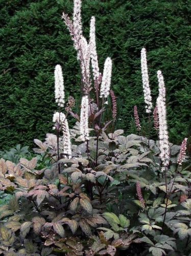 Atropurpurea клонка буболечка - 2,0 л саксия