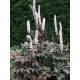  Atropurpurea клонка буболечка - 2,0 л саксия