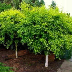    Сребърна бреза AUERA красив ЗЛАТЕН ЦВЯТ НА ЛИСТА