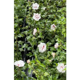    Градински хибискус Сирийски хибискус LADY STANLEY Саксия за цветя Hibiscus syriacus 2L