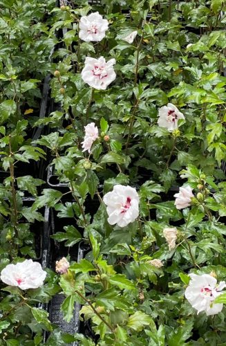  Градински хибискус Сирийски хибискус LADY STANLEY Саксия за цветя Hibiscus syriacus 2L