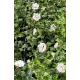  Градински хибискус Сирийски хибискус LADY STANLEY Саксия за цветя Hibiscus syriacus 2L