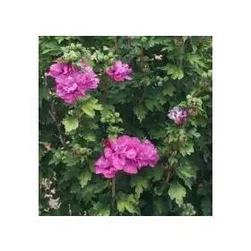    Градински хибискус Сирийски хибискус DUC DE BRABANT Хибискус в саксия 2L-C2