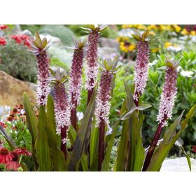    EUCOMIS | EUCOMIS | "ИНДИЙСКО ЛЯТО" | 1 парче.