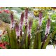  EUCOMIS | EUCOMIS | "ИНДИЙСКО ЛЯТО" | 1 парче.
