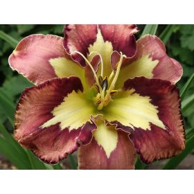    Луковици/луковици/коренища на лилейници разхлабени