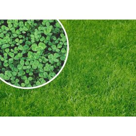    Декоративна трева, за сухи зони, за сенчести площи, градина, пасище Granum 800 m² 1 кг