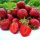  Горски ягоди и ягоди HONEOYE STRAWBERRY VERY EARLY 10 БР. ЯГОДИ РАЗСЕДКИ ДЕСЕРТНИ АРОМАТНИ разсад на гол корен 15-30 см