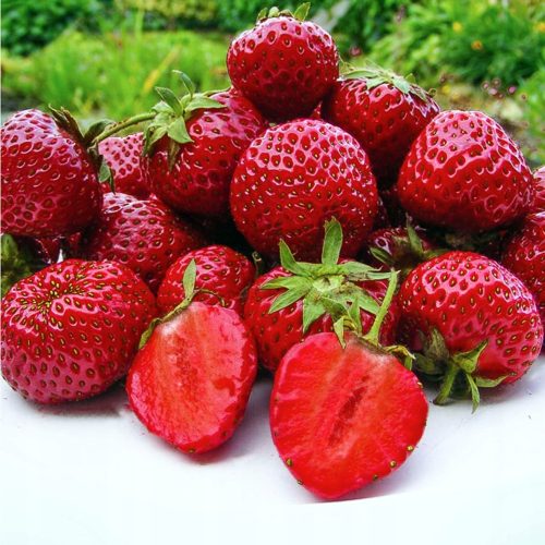  Горски ягоди и ягоди HONEOYE STRAWBERRY VERY EARLY 10 БР. ЯГОДИ РАЗСЕДКИ ДЕСЕРТНИ АРОМАТНИ разсад на гол корен 15-30 см