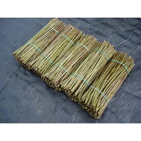  Бели лигуструми 20-20см