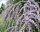  WISTED LEAF BUDDLJA UNIQUE PBR Buddleja alternifolia РАЗСЪВ P9