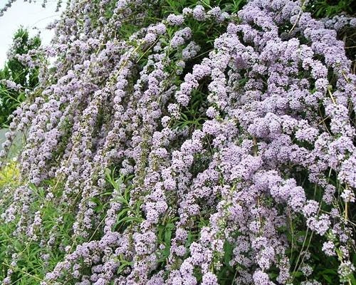  WISTED LEAF BUDDLJA UNIQUE PBR Buddleja alternifolia РАЗСЪВ P9