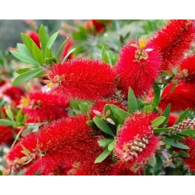    ЧЕРВЕНА МУФЕЛА Callistemon citrinus Splendens СЕЯНЕ В КОНТЕЙНЕР P9