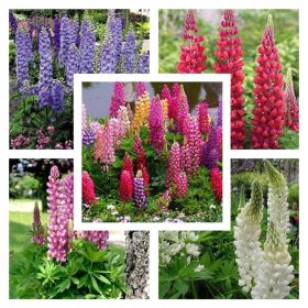    Комплект КОЛЕКЦИЯ ОТ ПЕРМАНЕНТНИ СЕМЕНА НА ВЪЛПИНА от 5 сорта