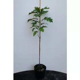    КАЛЕН ДЪБ 'GREEN PILLAR' колонен 60-80см C4