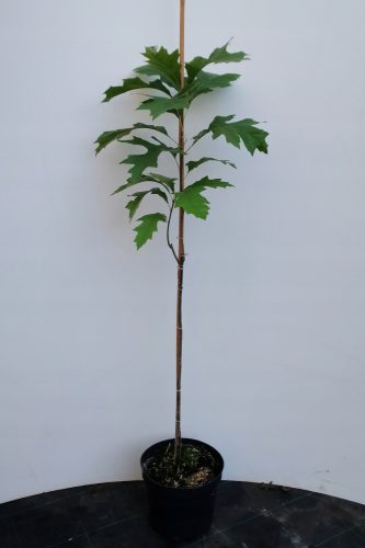  КАЛЕН ДЪБ 'GREEN PILLAR' колонен 60-80см C4