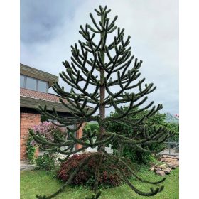    Семена за чилийско декоративно дърво араукария