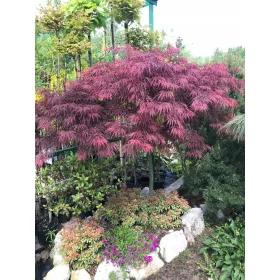    Разсад клонове в 3-5 литров съд 100-120 см