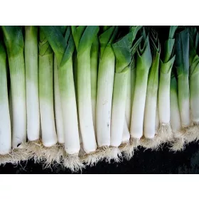  Разсад праз Джолант Праз 25 бр