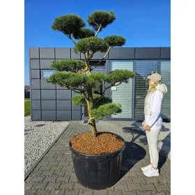   ОТЛИВАН ГРАДИНСКИ БОНСАИ NIWAKI PINUS SYLWESTRIS PINE JB47695 ИГЛОЛИСТ