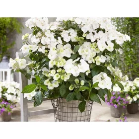    Бели хортензии, разсад в съд 3-5 литра, 30-40 см.