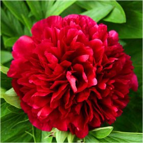    Грудки/луковици/коренища от червен божур в сборна опаковка