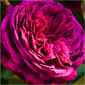    Грудки/луковици/коренища от божур в сборна опаковка