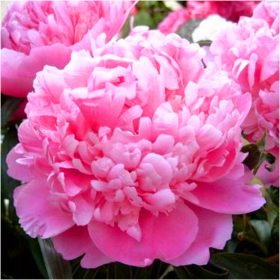    Грудки/луковици/коренища от розов божур в сборна опаковка