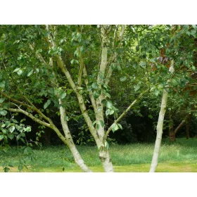  Многостъблена бреза doorenbos 60-80cm P9