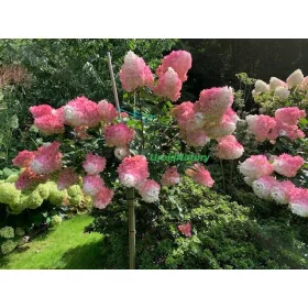  Разсад хортензия в съд 3-5л 100-130см