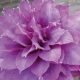  Clematis Vyvyan Pennell едроцветен 2L ЦВЕТЯ ОТ ЛАВАНДУЛА