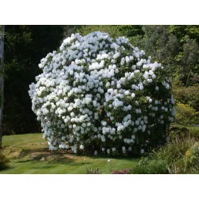    Разсад бели рододендрони и азалии в съд 0,5-1л 30-40см