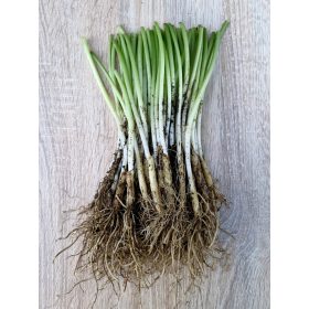    ДИВ ЧЕСЪН ПЕРСОНАЛИЗИРАН РАЗСЪВ 60 бр