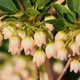    Enkiant PRETTYCOAT във формата на камбана, красиви храсти от ЯПОНИЯ