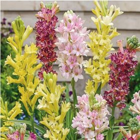    TUBEROSE МИКС ОТ ЦВЕТОВЕ, Ароматизирани, 3 броя + БЕЗПЛАТНО