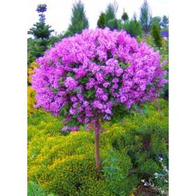  Разсад люляк в съд 1-2л 80-120см