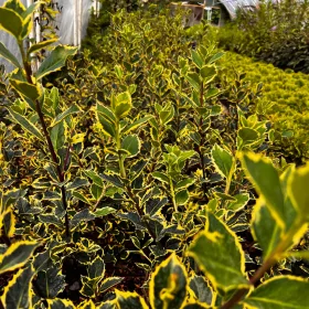  Бодлив падуб "Rubricaulis Aurea"