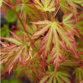    Разсад клонове в 2-3 литров съд 80-120 см