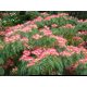  Albizia silky Persian Mimosa - свети през нощта