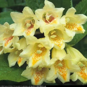    Храсти разсад в 2-3 литров съд, 20-40 см