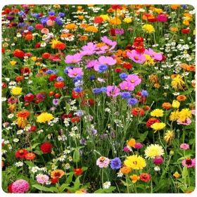    Express Łączka растителна смес семена 100 гр