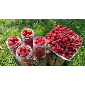    PRZEHYBA малини и къпини, разсад в бала 5-10 см.