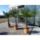  МРАЗОУСТОЙЧИВА ПАЛМА TRACHYCARPUS FORTUNEI PALM L25 FORTUNEI PAL