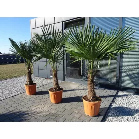    МРАЗОУСТОЙЧИВА ПАЛМА TRACHYCARPUS FORTUNEI PALM L25