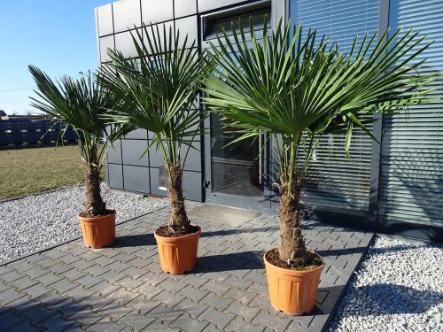  МРАЗОУСТОЙЧИВА ПАЛМА TRACHYCARPUS FORTUNEI PALM L25