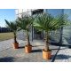  МРАЗОУСТОЙЧИВА ПАЛМА TRACHYCARPUS FORTUNEI PALM L25