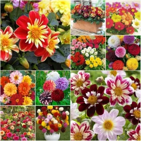    DALIA SEED COLLECTION комплект от 6 опаковки