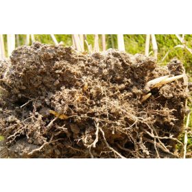    Miscanthus Giant rhizoma разсад трева XXL 10 бр