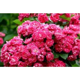    Глогът Paul's Scarlet цъфти като цветчета